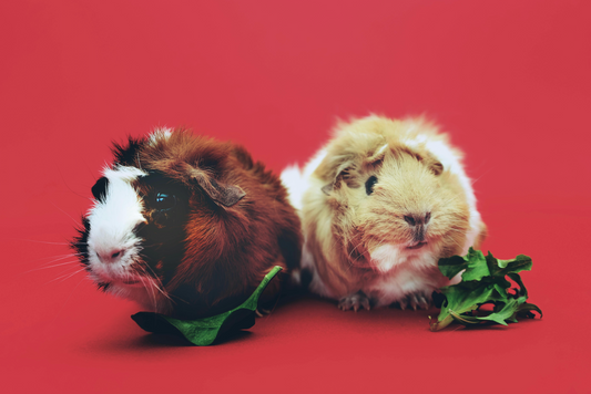Vitamine C voor de cavia